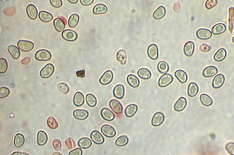 Simocybe haustellaris   ( Fr. )   Watling